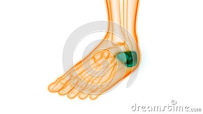 Human Skeleton System Calcaneus Bone Joints Anatomy Stock Photo