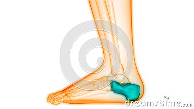 Human Skeleton System Calcaneus Bone Joints Anatomy Stock Photo