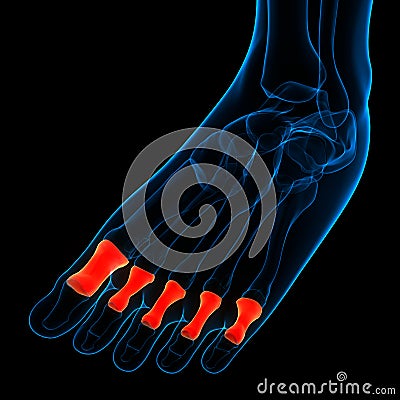 Human Skeleton System Foot Bone Joints Proximal Phalanges Anatomy Stock Photo