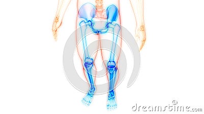 Human Skeleton System Lower Limbs Bone Joints Anatomy Stock Photo