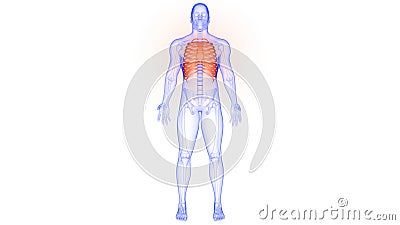 Rib Cage of Human Skeleton System Anatomy Stock Photo