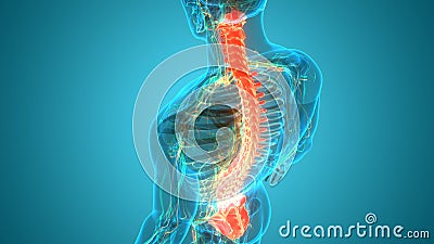 Spinal Cord Vertebral Column of Human Skeleton System Anatomy Stock Photo
