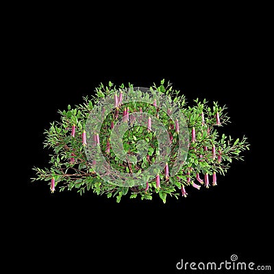 3d illustration of Correa dusky bells bush isolated on black background Cartoon Illustration