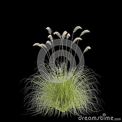 3d illustration of Cortaderia richardii grass isolated on black background Cartoon Illustration