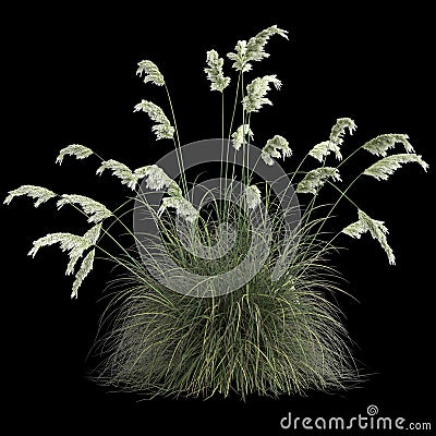 3d illustration of cortaderia selloana grass isolated on black background Cartoon Illustration