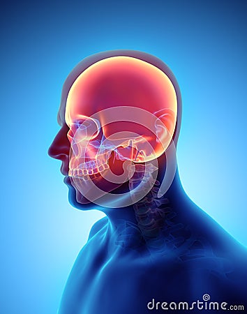 3D illustration of Cranium, medical concept. Cartoon Illustration