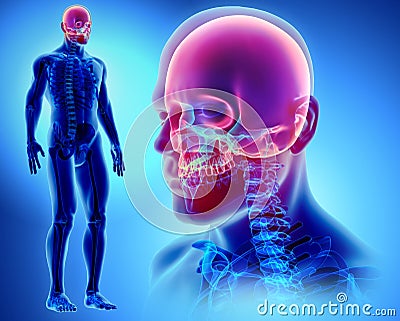 3D illustration of Cranium, medical concept. Cartoon Illustration