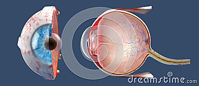 Cross-section of the human eye in a side view and a frontal view Cartoon Illustration