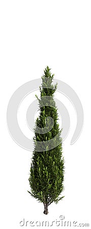 3d illustration of Cupressus sempervirens tree isolated white background Cartoon Illustration