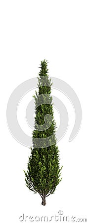 3d illustration of Cupressus sempervirens tree isolated white background Cartoon Illustration