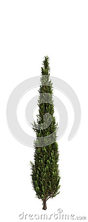 3d illustration of Cupressus sempervirens tree isolated white background Cartoon Illustration