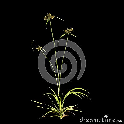 3d illustration of cyperus difformis plant isolated on black background Cartoon Illustration