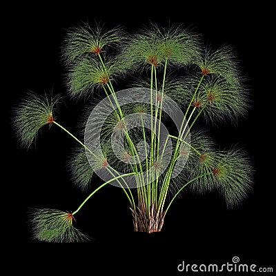 3d illustration of cyperus papyrus grass isolated on black background Cartoon Illustration