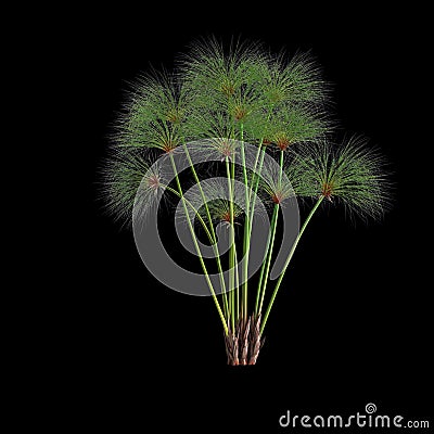 3d illustration of cyperus papyrus grass isolated on black background Cartoon Illustration
