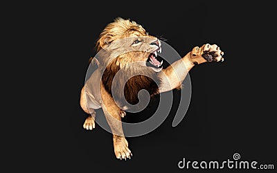 Dangerous Lion Acts and Poses Isolated with Clipping Path Stock Photo