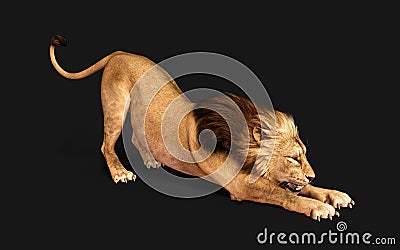 Dangerous Lion Acts and Poses Isolated with Clipping Path Stock Photo