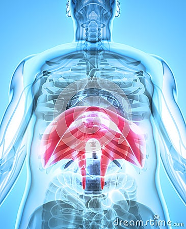 3D illustration of Diaphragm, medical concept. Cartoon Illustration