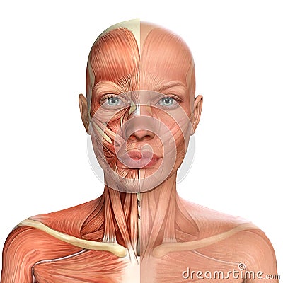 3d illustration of Female Face Muscles Anatomy Cartoon Illustration