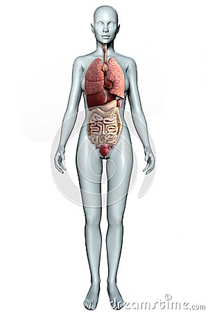 3d illustration of a female figure with internal organs Cartoon Illustration