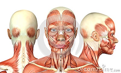 3d illustration of female head muscles anatomy with front back and side view Cartoon Illustration
