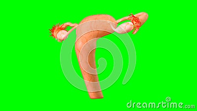 3d Illustration of female reproductive system. Human anatomy. Reproductive Organ Stock Photo