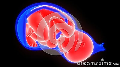 Fetus Baby in Womb Anatomy Stock Photo