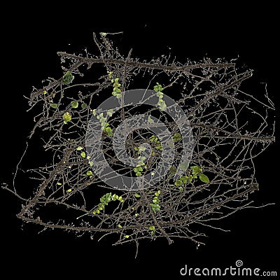 3d illustration of ficus pumila creeper isolated on black background Cartoon Illustration