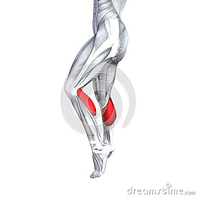 3D illustration fit strong back lower leg human anatomy Cartoon Illustration