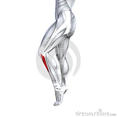 3D illustration fit strong front lower leg human anatomy Cartoon Illustration