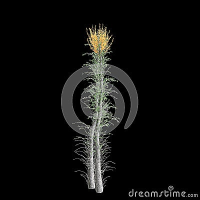 3d illustration of Fouquieria columnaris tree isolated on black background Cartoon Illustration