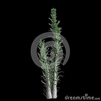 3d illustration of Fouquieria columnaris tree isolated on black background Cartoon Illustration