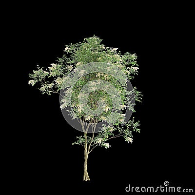3d illustration of Fraxinus griffithii tree isolated on black background Cartoon Illustration