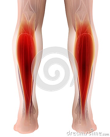 3D illustration of gastrocnemius, Part of Legs Muscle Anatomy Cartoon Illustration