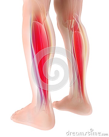 3D illustration of gastrocnemius, Part of Legs Muscle Anatomy Cartoon Illustration