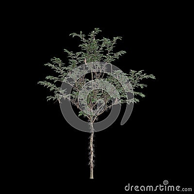 3d illustration of Gleditsia Triacanthos tree isolated on black background Cartoon Illustration