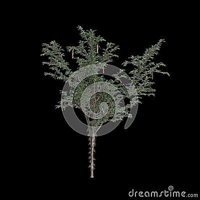 3d illustration of Gleditsia Triacanthos tree isolated on black background Cartoon Illustration