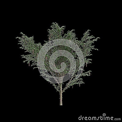 3d illustration of Gleditsia Triacanthos tree isolated on black background Cartoon Illustration