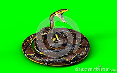 A Pose of Malayopython reticulatus snake, python species with clipping path Stock Photo