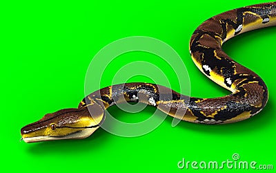 A Pose of Malayopython reticulatus snake, python species with clipping path Stock Photo
