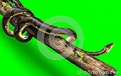 A Pose of Malayopython reticulatus snake, python species with clipping path Stock Photo