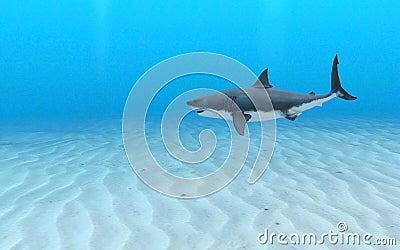 Illustration of a great white shark swimming through blue ocean water near a sandy seafloor Cartoon Illustration