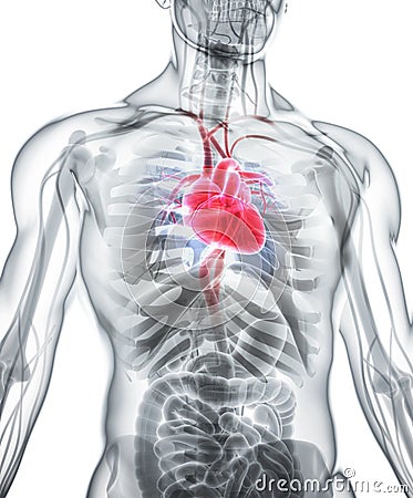 3D illustration of Heart, medical concept. Cartoon Illustration