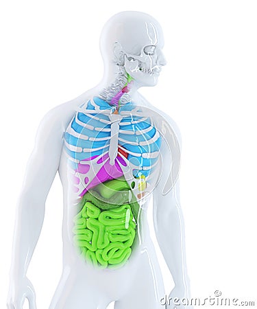 3d illustration of the human anatomy. Isolated. Contains clipping path Cartoon Illustration