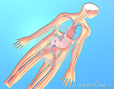 3D illustration of human anatomy made of cut paper view from above. Cartoon Illustration