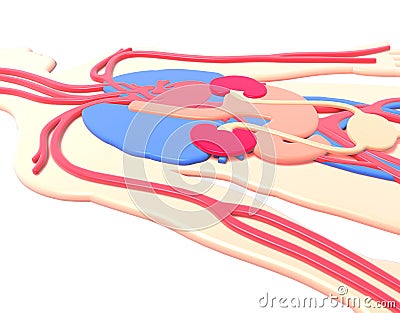 3D illustration human anatomy made of plastic Cartoon Illustration