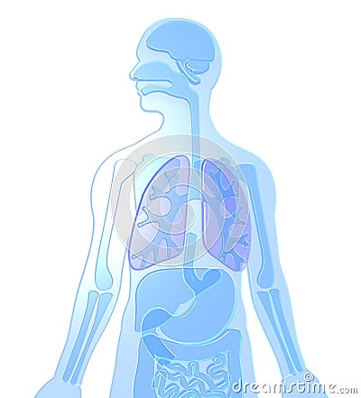 3D illustration human anatomy made of transparent plastic of blue color. Cartoon Illustration