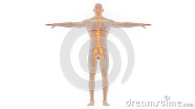 Human Body Central Nervous System Anatomy Stock Photo