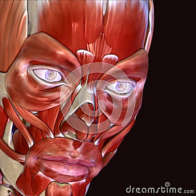 3d illustration of human body face muscles Stock Photo