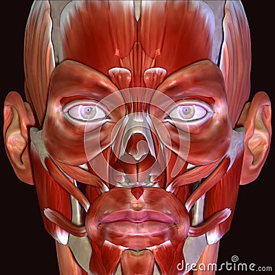 3d illustration of human body face muscles Stock Photo