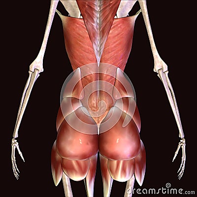 3d illustration of human body hip muscles Stock Photo